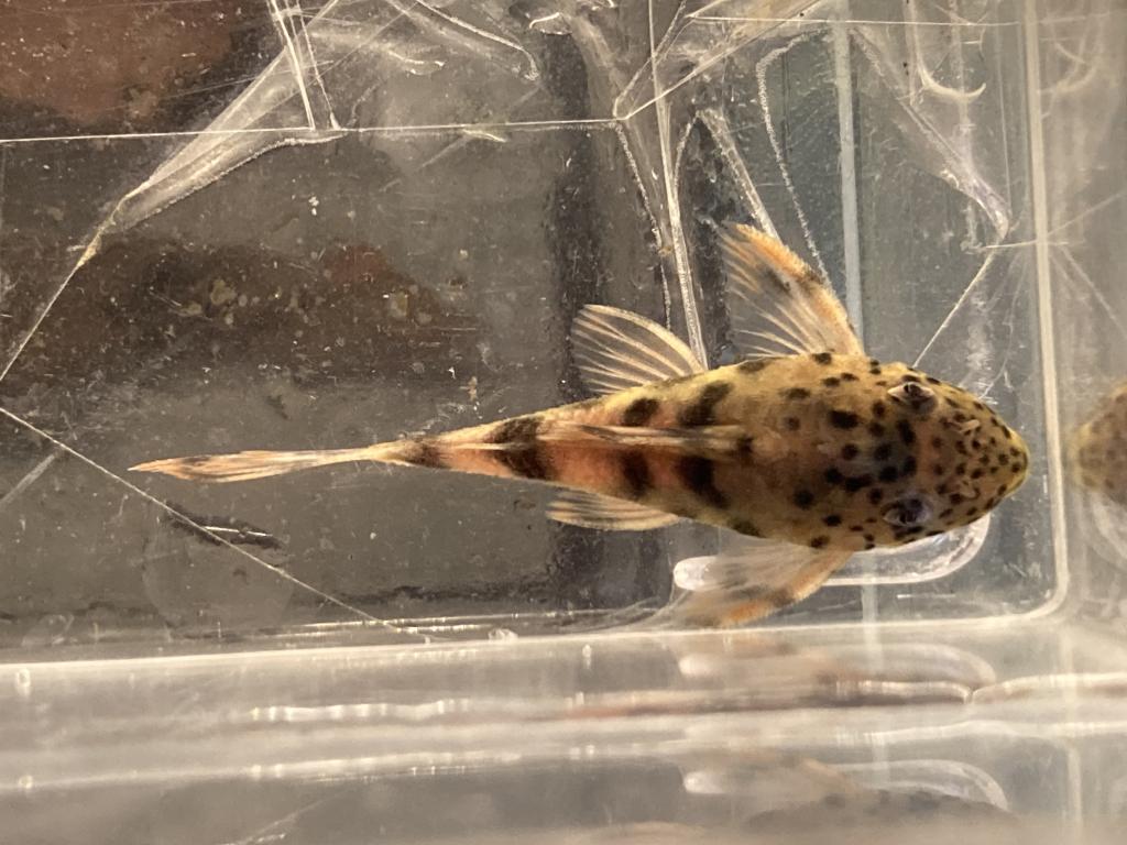 Buy quality L-Number Plecos & Shrimp online in Australia | Point Pleco ...